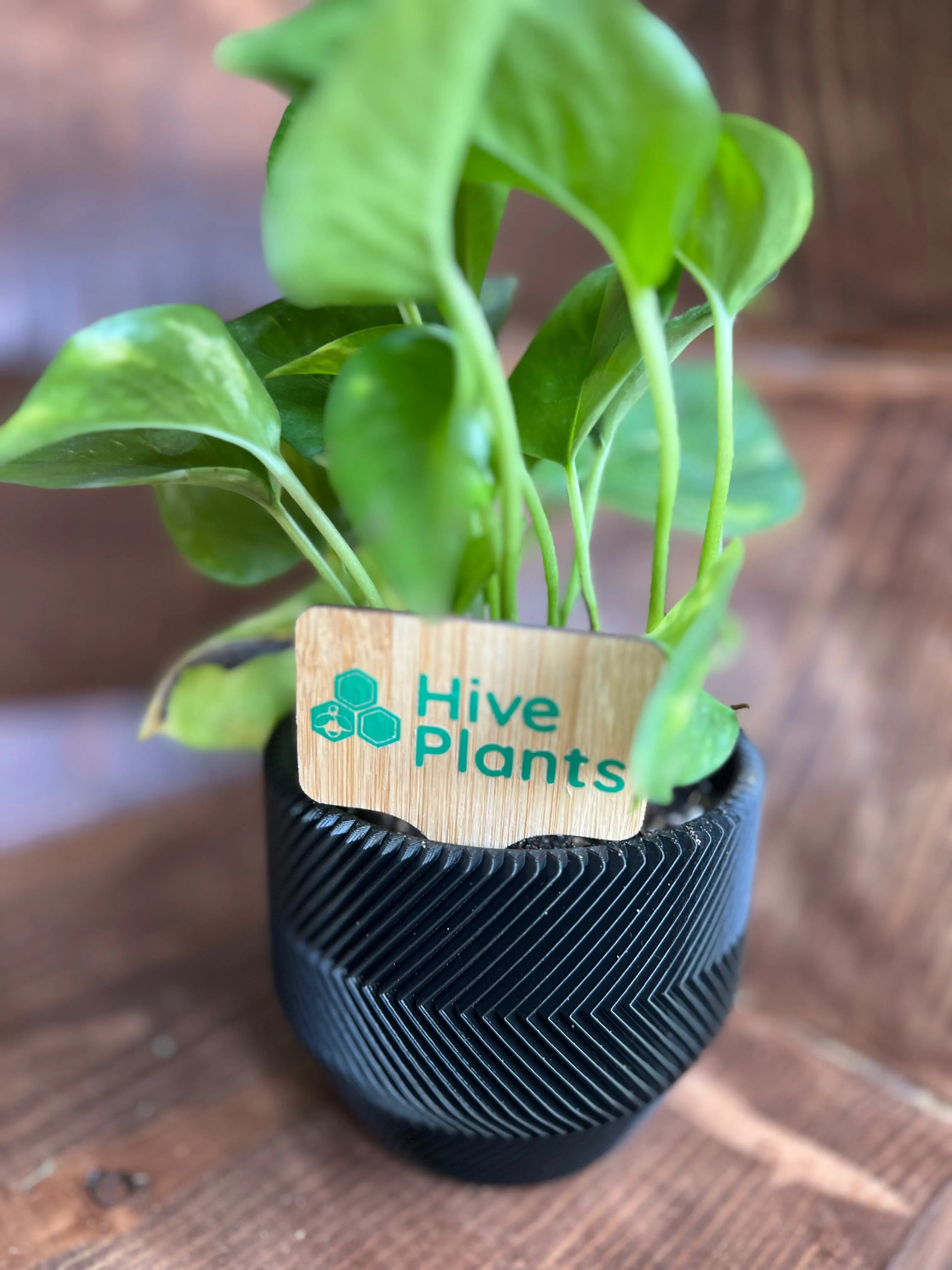 3D Printed Zig Zag Pot