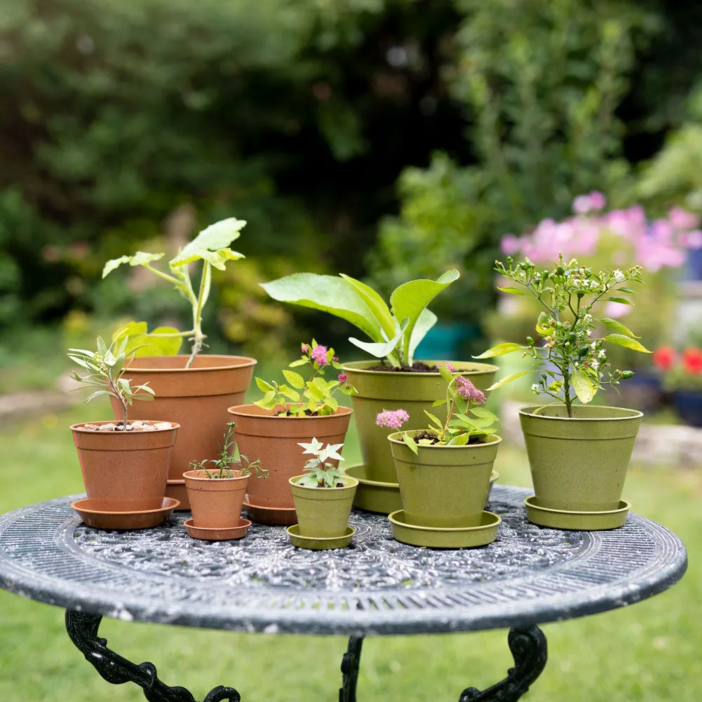 Bamboo Pots and Saucers