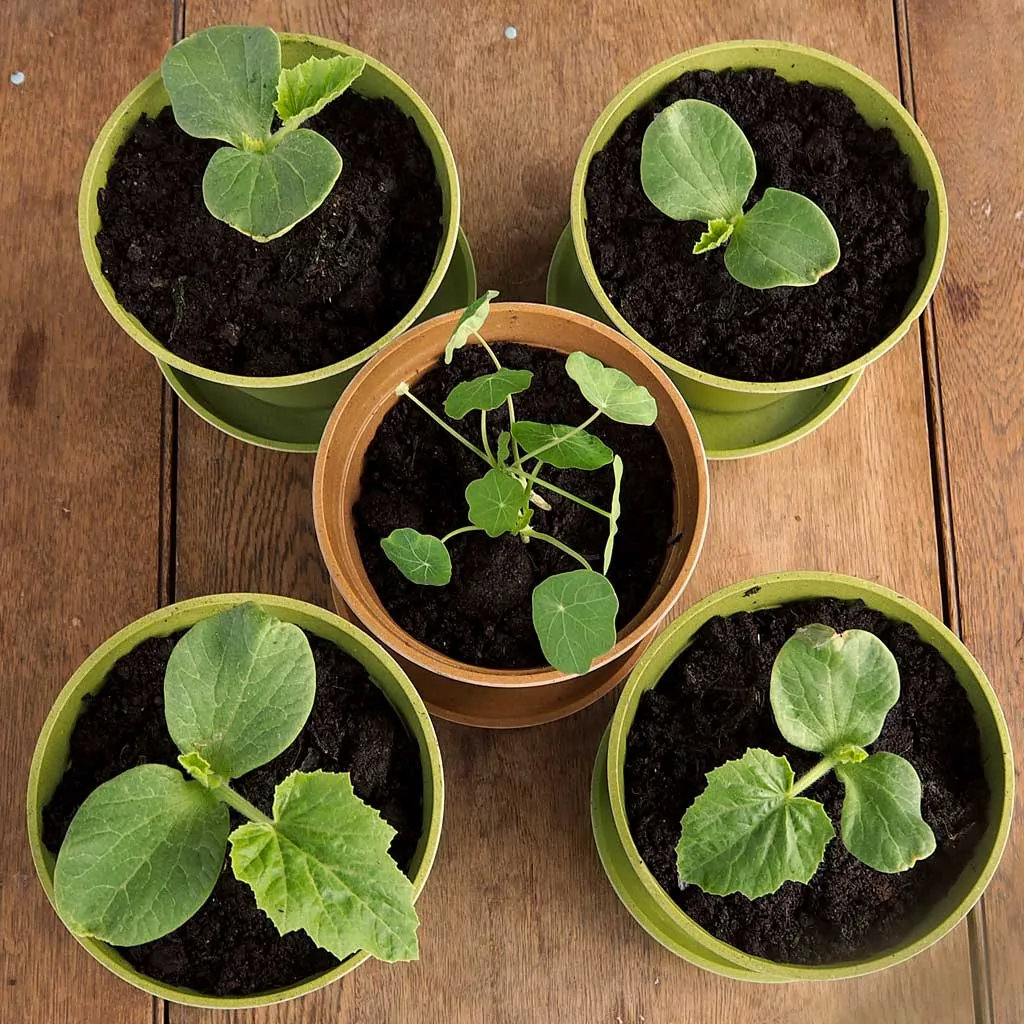 Bamboo Pots and Saucers